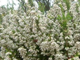 Erica arborea